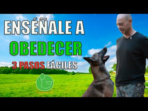 Video: 3 consejos para enseñarle a tu perro esquimal a venir cuando te llamen