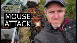 Mouse Attack on the Flower Farm | 100 Days of Farming (Day 8)