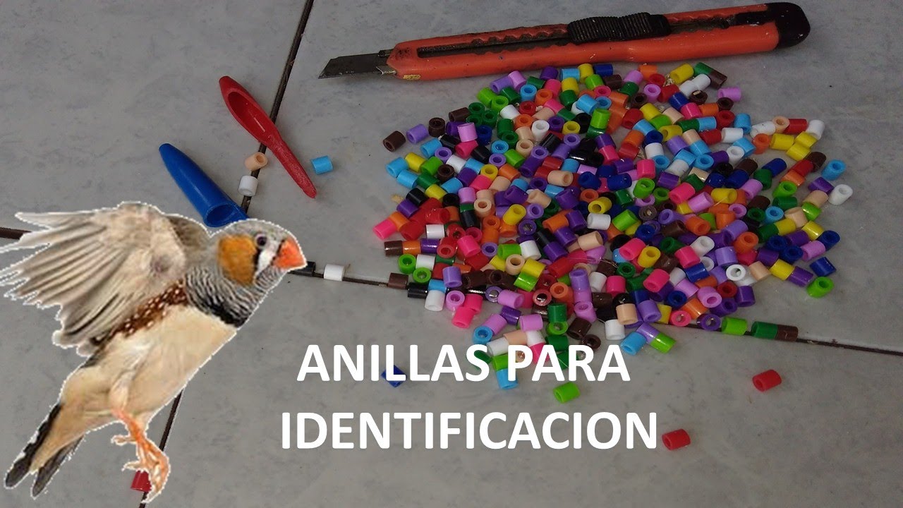 como poner anilla abierta de plástico YouTube como poner anilla abierta de plástico YouTube