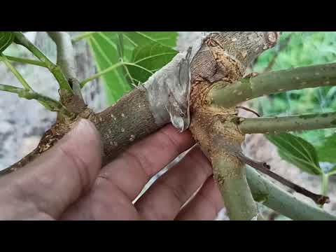 mulberry vaccinations in different ways after a year