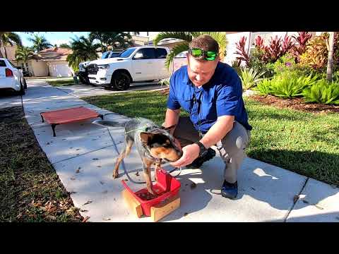 Australian Cattle Dog Puppy Training Day 4