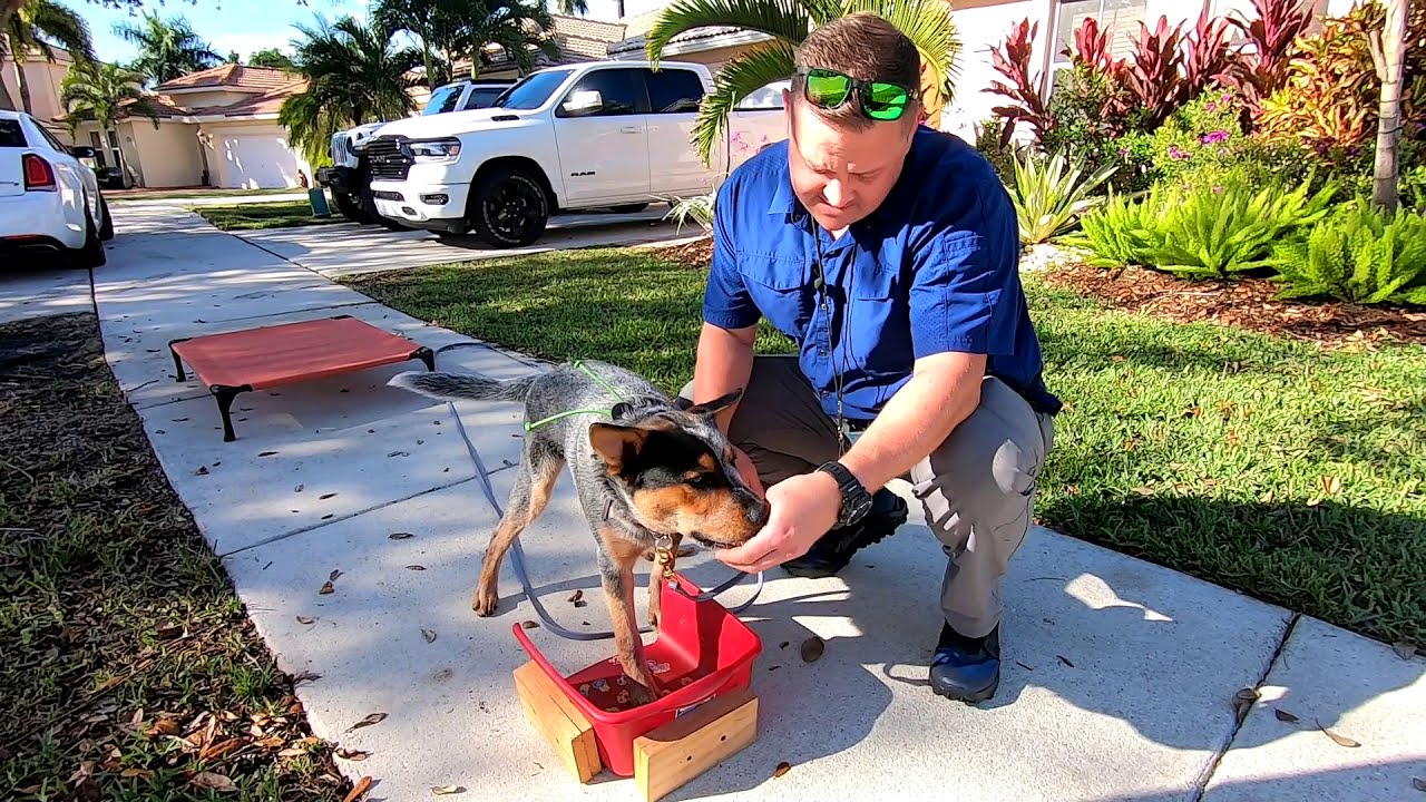 Australian Cattle Dog Puppy Training Day 4