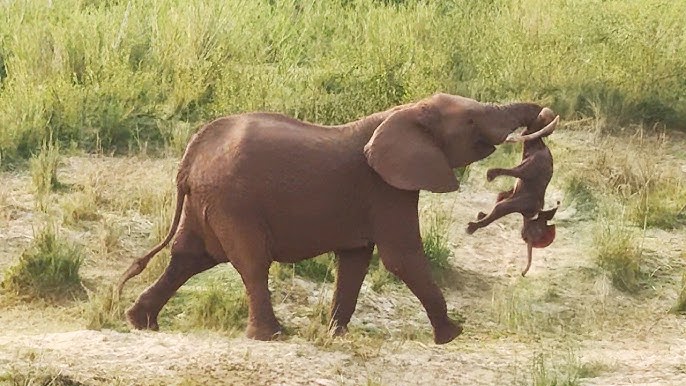 Elephant Gave Birth And Wouldn't Stop Crying – Staff Froze In Shock When They  Saw The Baby! - YouTube