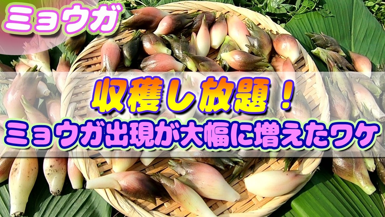 Harvesting Japanese Ginger: My Planter Yield Is On Another Level