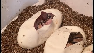 Clutch Cutting to Prove Out Het Pied by NKS Reptile
