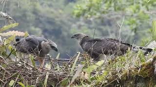Apareamiento De Águila Crestada