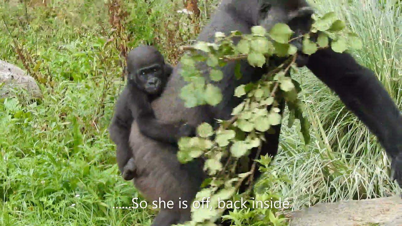Baby gorilla at Bristol zoo