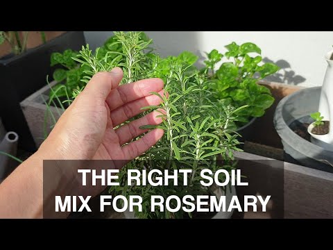 THE RIGHT SOIL MIX FOR ROSEMARY | Grow Rosemary in the tropics!