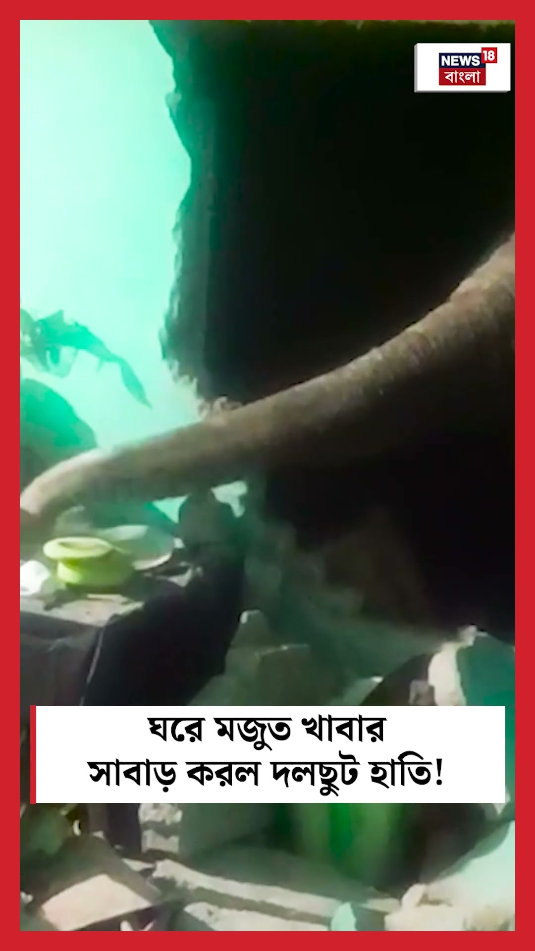 ঘরে মজুত খাবার সাবাড় করল দলছুট হাতি! #shorts