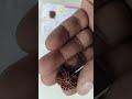5 MUKHI RUDRAKSHA-KG-615169-350-3.20 GM