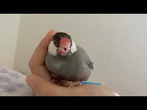 【文鳥】むにゃむにゃ眠たいなぁ…