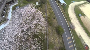 2014 Hanami by Phantom @ Wakayama University