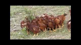 Free Range Chickens On The Dawson Farm