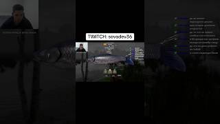 Амур черный Twitch: sovadev36 #рр4 #русскаярыбалка4 #твичстрим