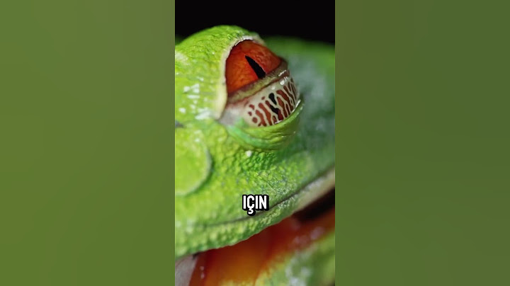 Kurbağalar Yemek Yerken Neden Gözlerini Kapatır? 🐸👀
