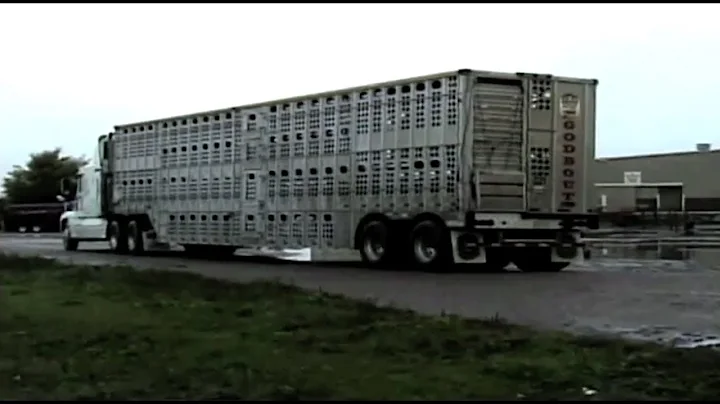 Horse Slaughter Documentary || Equine Destiny: Ful...