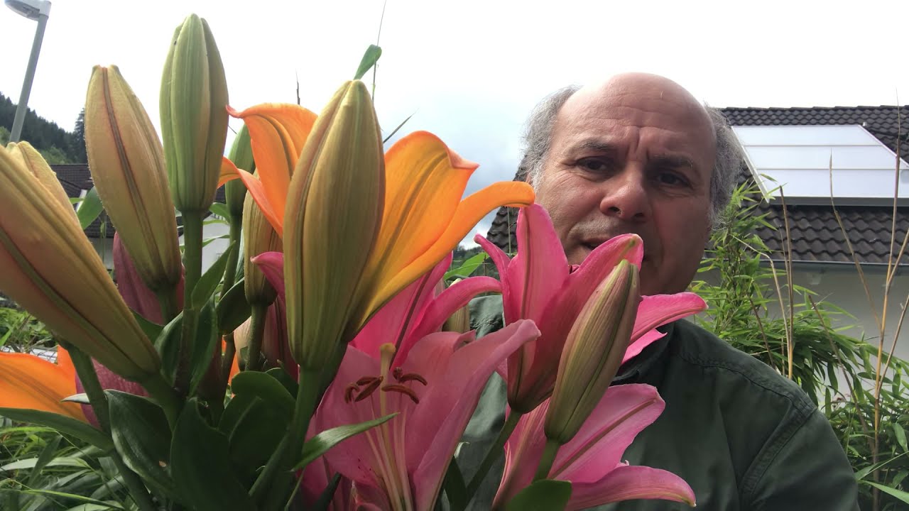 زراعه الليلي او الليليوم