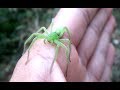 Зеленый паук ,Микромата  - Micrommata virescens