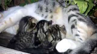 Breastfeeding A Cat Her Kittens Breastfeeding A Cat Her Kittens