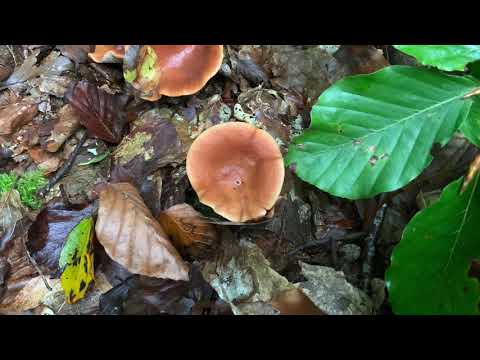 Video: Hvordan fungerer svampesporer?