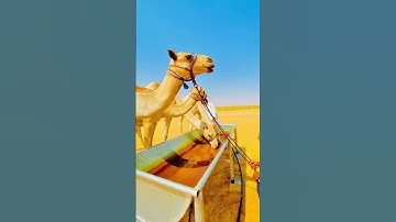 #القرآن_الكريم #الجزائر #تلاوة #المغرب #السعودية #القرآن #محمد_الفقيه #camel_racing #اكسبلور