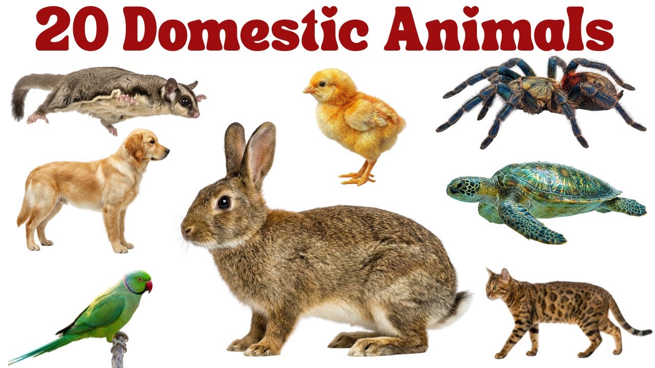 Domestic Animals Name | पालतू जानवरों के नाम | Farm Animals for Kids