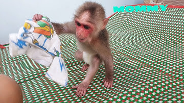 Monkey Bob | Smart baby monkey helps Mom get things for her brother