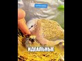 СПАСЛА ГОЛУБИНУЮ СЕМЬЮ
