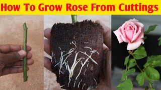 How To Grow Rose From Cuttings