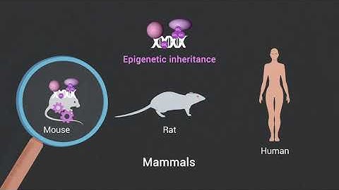 Transgenerational Epigenetics