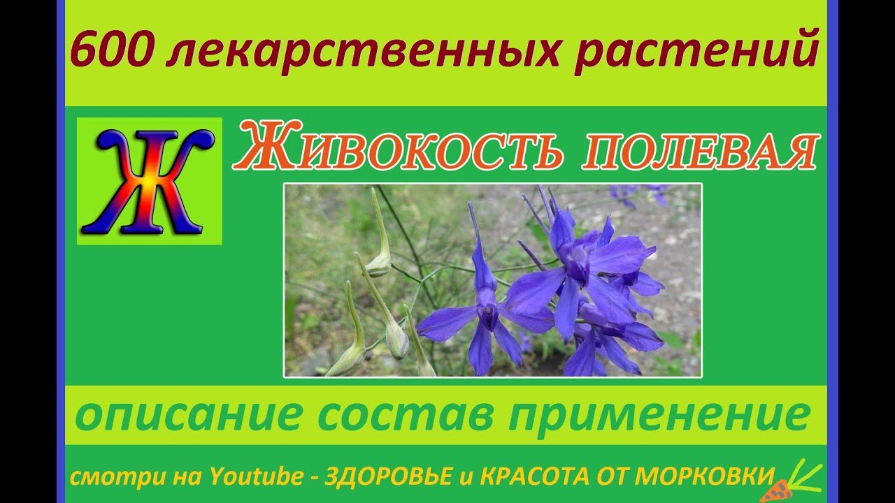 живокость полевая 600 лекарственных растений - YouTube