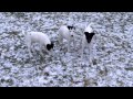 Fox terrier playing