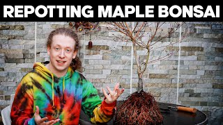 How To Repot Japanese Maple Bonsai