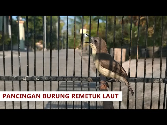 Suara Asli Burung REMETUK LAUT / SIUR Jantan FULL GACOR Nyiul MERDU | Sukses pinjaman online Adakami class=