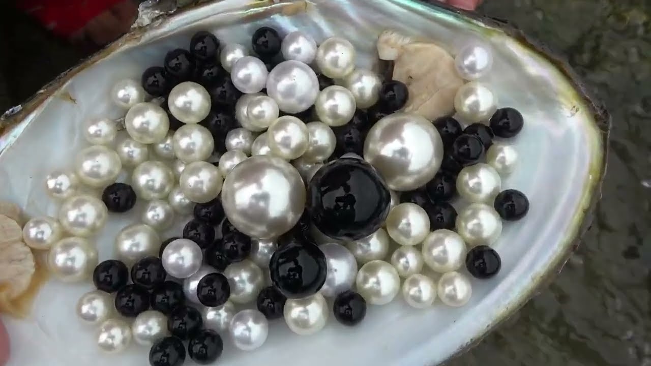 Pearl clam! Picking pearl mussels in the wild and harvesting a few