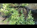 M249 gl cây cẩm thị 1300k LH 0707713796 Khương bonsai 