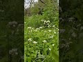 اليوم من مدينة ذمار اليوم من مدينة ذمار