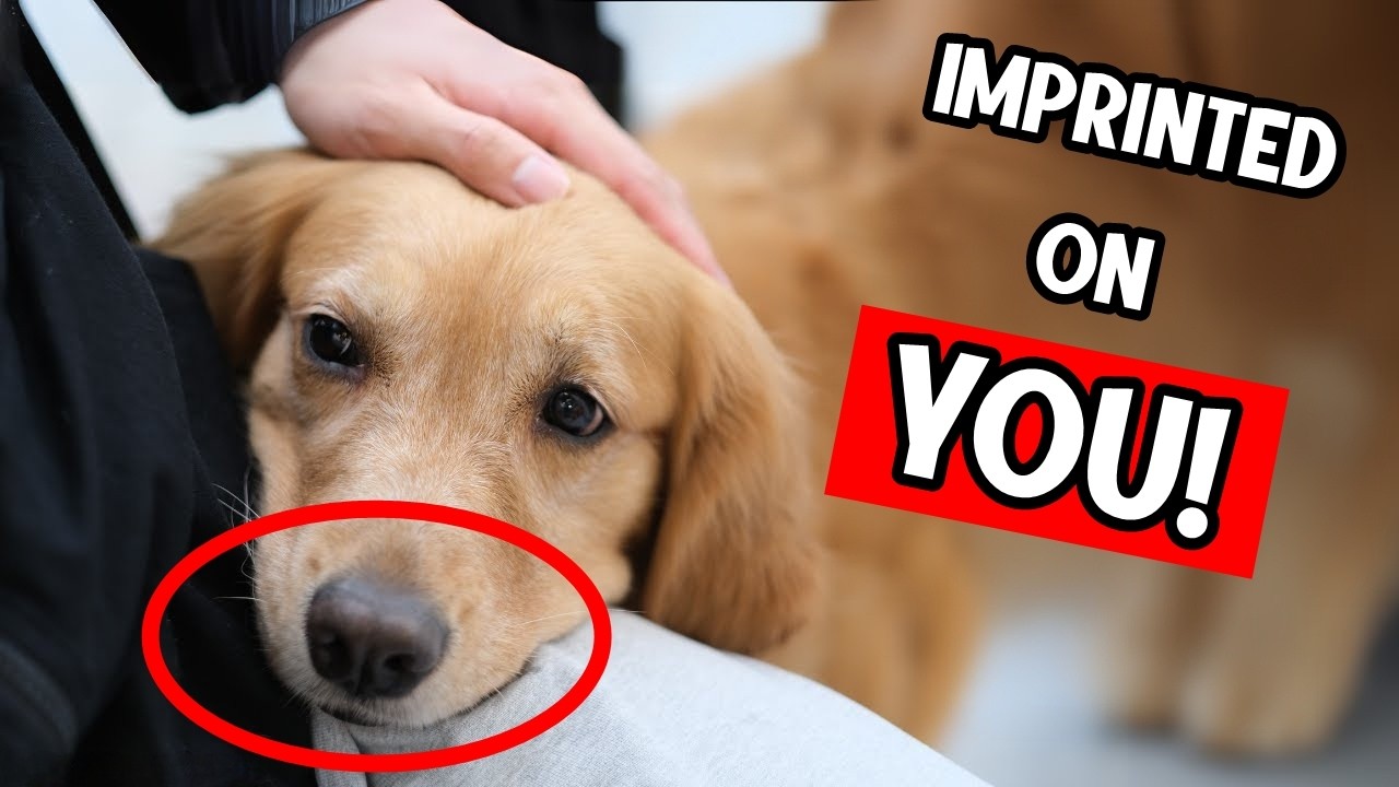 20 Signs That Your Dog Has Imprinted on You! (Not Every Person ) - YouTube