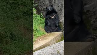 Formosan black bear #animal #wildlife #shortvideo