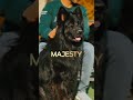 ژرمن شپرد بلک شگفت انگیز شجاع وفادار و زیبا تجربه لحظات ویژه با این نژاد بی نظیر ژرمنشپرد ژرمن