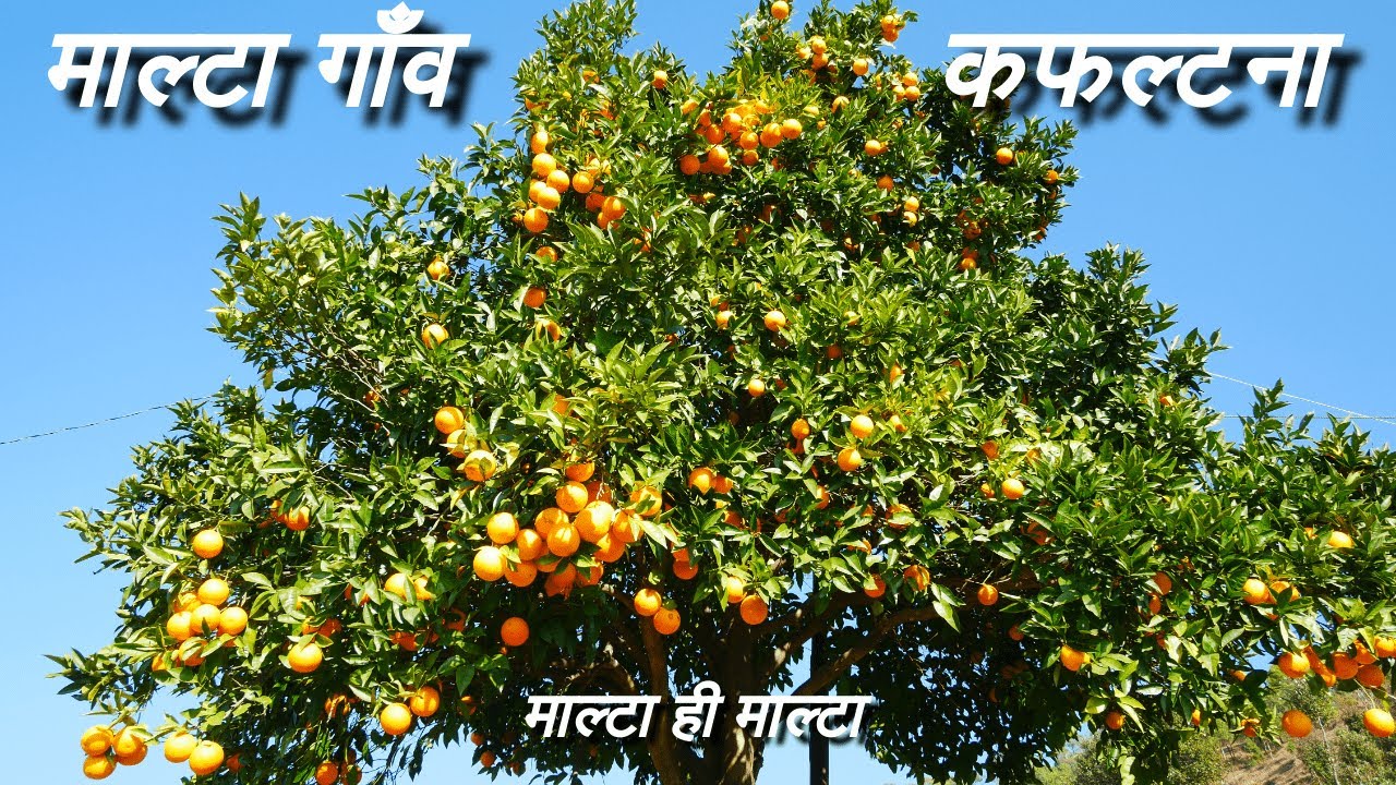 Kafaltana Village In Almora Uttarakhand | Pahadi Life Vlog | Malta Gaon in Deghat Uttarakhand