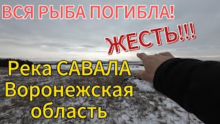Массовая гибель рыбы. ЭТО ЖЕСТЬ!!!  Река САВАЛА.ВОРОНЕЖСКАЯ ОБЛАСТЬ.