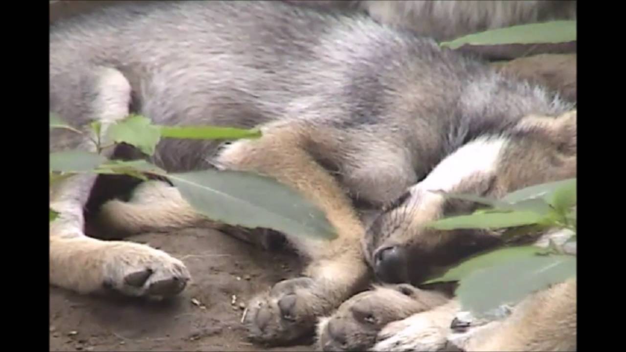 Mexican Gray Wolf Pup's 'Pawsome' Dream