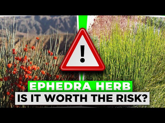 The Dangers Of The Herb EPHEDRA | Is It Worth The Risk class=