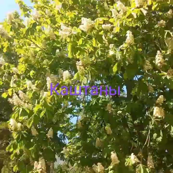 каштан - YouTube