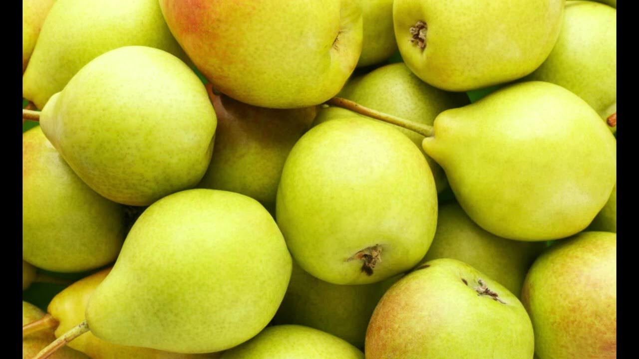 Shiny Delicious Pears Hanging From A Tree Branch In The Orchard. Stock Photo - I