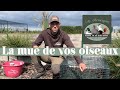 Rom waterfowl vous donne ses astuces pour bien grer la priode de mue de vos oiseaux 