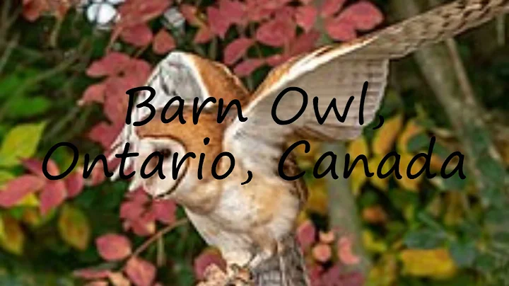 How to pronounce Barn Owl, Ontario, Canada in English?
