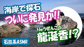 海岸で探石、ついに発見リュウゼンコウか