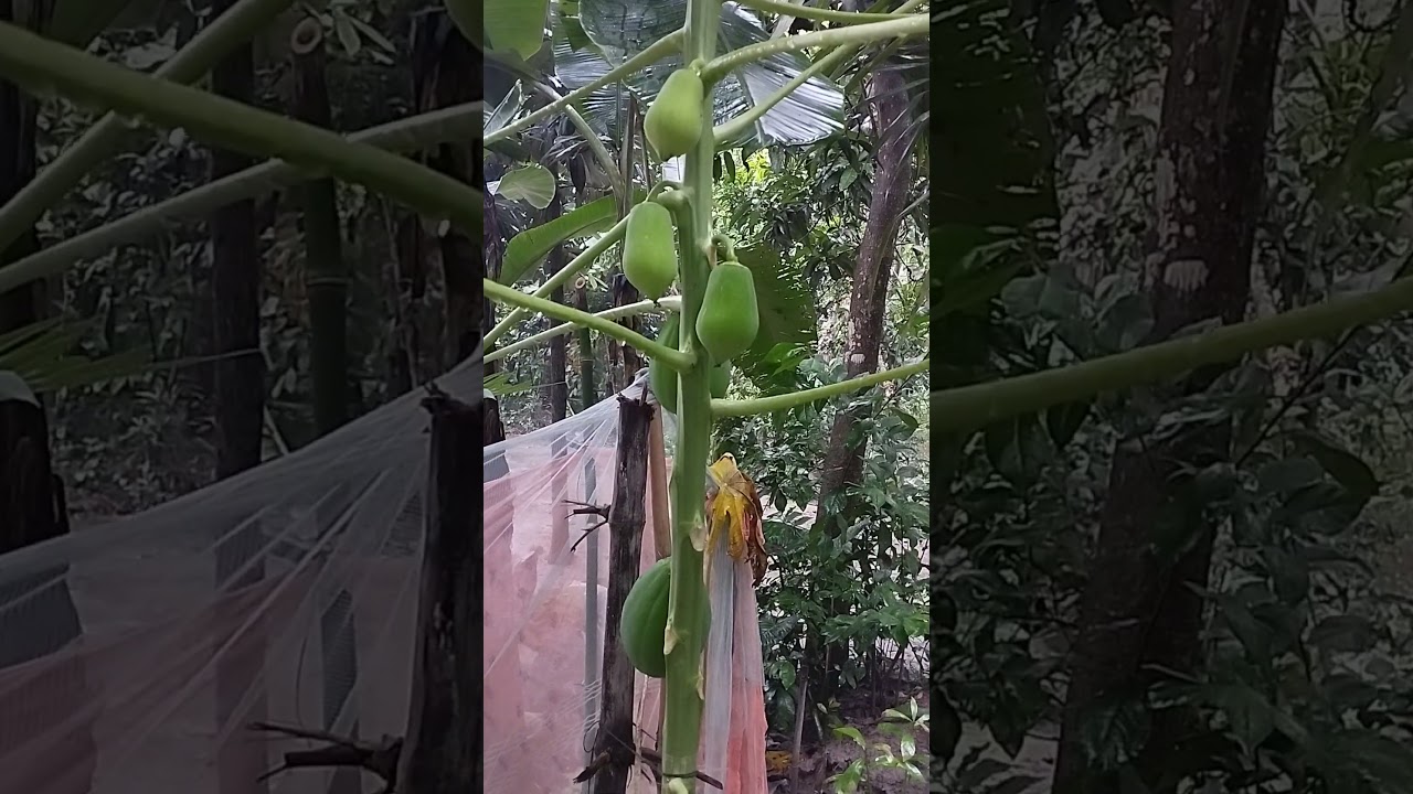 “গ্যাসের সমস্যায় পেঁপে খান ”